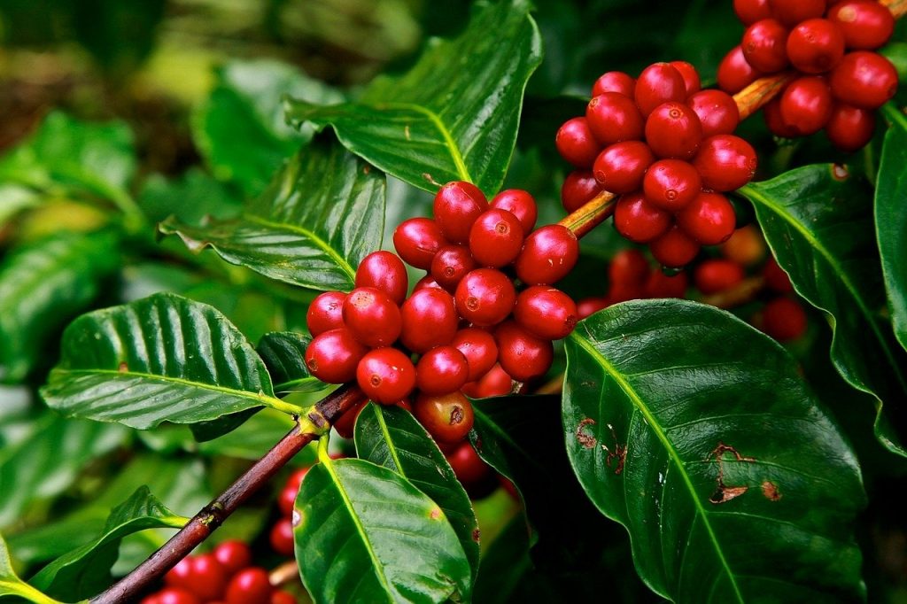 bacche pianta di caffè